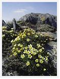 Diapensia lapponica * Lapland Diapensia - Sgurr nan Utha - June 1984 * 3556 x 4746 * (6.41MB)